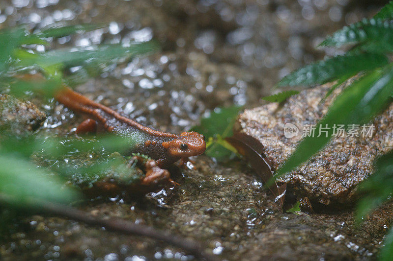 动物:成年喜马拉雅蝾螈(Tylototriton verrucosus)，也被称为鳄鱼蝾螈、鳄鱼蝾螈、喜马拉雅蝾螈和红节蝾螈。